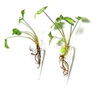 Kingbuy Wall Plant Holder Levitating Succulent Planter Hanging Glass Terrarium Flower Vase Propagation Stations for Indoor Kitchen Home Mounted Decor, Plant Gifts, Cone Shape, 2 Pack, Large