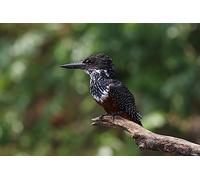 Kingfisher-7000-Piece Puzzle: The Most Beautiful Indoor Decor Games 14 years+