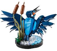 Kingfisher Bird