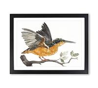 Kingfisher Bird By Johan Teyler Vintage Framed Print | A3 Black Framed Wall Art | Ready to Hang | Classic Nature Picture | Living Room Bedroom Lounge Office
