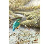 Kingfisher bird Christmas Card. Kingfisher and Pheasant by Dick Twinney - Sustainable Wildlife Greeting Card (5x7 inches)