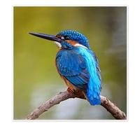 Kingfisher on a branch Poster 40 x 40 cm Wall art Wall decor