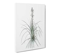 Kings Spear Flowers By Pierre Joseph Redoute Canvas Print | Gallery Wrapped 30mm Frame Wall Art | 30x20 inches | Ready to Hang | Retro Floral Picture | Living Room Bedroom Lounge Office