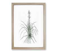 Kings Spear Flowers by Pierre-Joseph Redoute Framed Print | A2 Oak Framed Wall Art | Ready to Hang | Modern Floral Picture | Living Room Bedroom Lounge Office