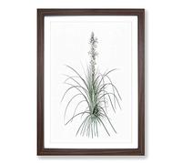 Kings Spear Flowers by Pierre-Joseph Redoute Framed Print | A2 Walnut Framed Wall Art | Ready to Hang | Modern Floral Picture | Living Room Bedroom Lounge Office