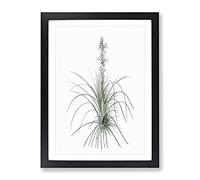 Kings Spear Flowers By Pierre Joseph Redoute Vintage Framed Print | A2 Black Framed Wall Art | Ready to Hang | Classic Floral Picture | Living Room Bedroom Lounge Office