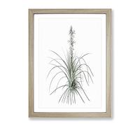Kings Spear Flowers By Pierre Joseph Redoute Vintage Framed Print | A4 Oak Framed Wall Art | Ready to Hang | Classic Floral Picture | Living Room Bedroom Lounge Office