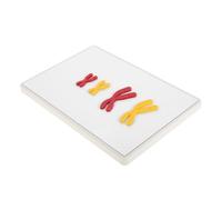 Kisangel 1Set Change Model for School Magnetic Teaching Prop Visual Aid for Effortless Assembly Cleaning for Biology Labs and Classrooms