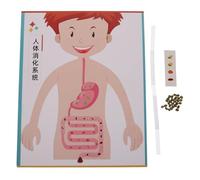 Kisangel 4 Sets Digestive System Model Toy: Educational Digestive System Model - Diy Science Toy For Hands-On Learning Toddler Craft Materials Parent-Child Interaction