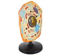 Kisangel Animal Cell Model Teaching Aid for Biology Education Detailed Anatomical Structure Realistic Middle School and College Science Kit for Vivid Learning and Study