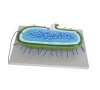 Kisangel Detailed Bacteria Cell Anatomy Model for Science Education Accurate Structure Teaching Aid School Supply for Biology Students Enhances Engagement and Curiosity