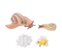 Kisangel Educational Toys Snails Life Cycle Figurines Animal Evolution Models Simulation Animals Toy