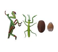Kisangel Mantis Life Cycle Educational for Early Learning Realistic Insect Growth Cycle Figures for Nature Lessons and Interactive Storytelling