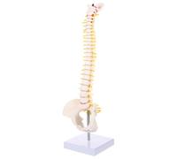 Kisangel Tailbone Model 45cm Human Spine - Washable PVC Vertebral Column Model for Student Practice and Display with Intervertebral Discs