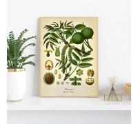 Kitchen Botanical Vintage Poster Print Canvas Painting Lemon Black Pepper Medical Plants Wall Art Pictures for Home Decor 60x90cm Frameless