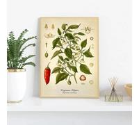 Kitchen Botanical Vintage Poster Print Canvas Painting Lemon Black Pepper Medical Plants Wall Art Pictures for Home Decor 35x50cm Frameless