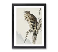 Kite Bird By Numata Kashu Asian Japanese Framed Wall Art Print, Ready to Hang Picture for Living Room Bedroom Home Office Décor, Black A4 (34 x 25 cm)