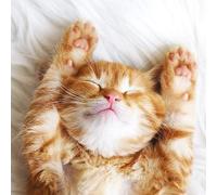 Kitten Having An Afternoon Nap. Blank Greetings Card For All. 15 X 15 cm.