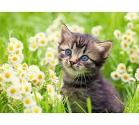 Kitten in the meadow
