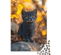Kitten with Bright Orange Eyes in Autumn Jigsaw Puzzle, 1000 Piece