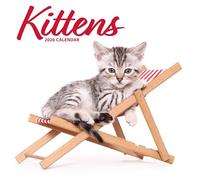 Kittens 2026 Modern Calendar