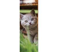 Kittens 2026 Slim Calendar