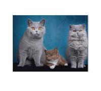 Kittens - British Shorthair Kittens，Jigsaw Puzzles 1000 Pieces for Adults, Classic Puzzle Kids Puzzle Challenging And Difficult Puzzles for Adults And Teens（75x50cm）-AD96