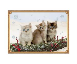 Kittens in the Snow Coppenrath Advent Calendar 42 x 29.7 cm Glitter and Ribbon