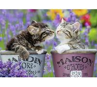 Kittens Kisses