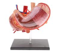 KIXZSAZ Detailed Human Stomach Pancreas with Internal Organs Model for Advanced Anatomy Education