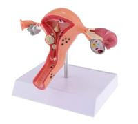 KIXZSAZ Female Human ulation Uterus Structure Plastic Model Students Teachers Educational Teaching Aid Experiment Laboratory