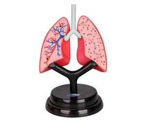 KIXZSAZ Human Lung Model Parts DIY Assembled Toys 3D Educational Tool Improving Science Understanding For Young Learners Respiratory System Model Teaching Organ Science