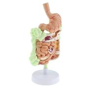 KIXZSAZ In-depth Anatomy Study of Human Gastrointestinal Pathology Model Comprehensive and Engaging