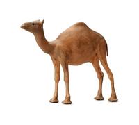 KIXZSAZ Miniature Scenes Animal Figurines Layout Diorama 1 64 Scenario Model Accessories Doll Toy Architecture Displays Diorama 1/64 Scenario Model Accessories Doll Toy