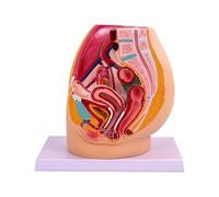 KIXZSAZ Pelvis Organ Model With Muscular Practical High Simulation Clear Labels tional Environments Science Training Aid High Simulation PVC Detailed Lightweight Learners