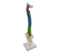 KIXZSAZ Professional Flexible Spine Model for School Biology Class Flexible and Easy to Manipulate, with Pelvis Standing