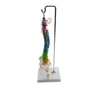 KIXZSAZ Professional Flexible Spine Model for School Biology Class Flexible and Easy to Manipulate, with Pelvis Femur