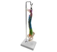 KIXZSAZ Professional Flexible Spine Model for School Biology Class Flexible and Easy to Manipulate, with Pelvis Hanging