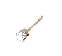 KIXZSAZ Scientific Spine Model Flexible Human Spine Pelvis Model With PVC And Precise Assembly Realistic Structurereal Bone Texture Scientific Vertebrae
