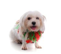 KJHBV 2 Pcs Pet Christmas Collar for Dogs, Soft and Washable Polyester Decorative Collars with Bright Colour Design, for Holiday and Party Use