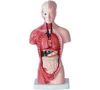 KJMWXOP 28Cm Removable Torso Anatomical Anatomy Model Fine and Model Human Skeleton Interior Organs Skeleton Ecological Models 15 Pcs