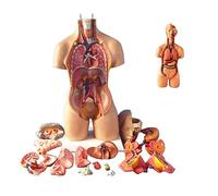 KJMWXOP 55cm Torso Assembly Model Internal Organs Anatomical Torso Anatomical Model Human Body Thorax Anatomy For Education Teaching