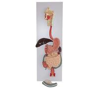 KJMWXOP Anatomical Model Of The Human Digestive System, Human Organ Sculpture Model With Digital, Professional Medical Teaching Aids