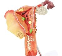 KJMWXOP Anatomy Anatomical Human Uterus Model PVC Material Anatomy Model with Removable Organs for Teaching Learning Display Tool Organs