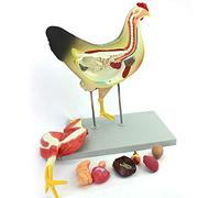 KJMWXOP Chicken Anatomical Model - Animal Anatomical Model Chicken Model With Organ Nerves Muscles - Removable Animal Anatomical Model - For Study Teaching Medical Model