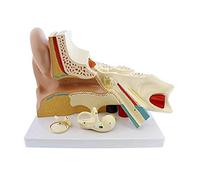 KJMWXOP Human Organ Model, Ear Anatomical Model, Labyrinth Model Of The Inner Ear, 5 Times Magnification, 6 Parts
