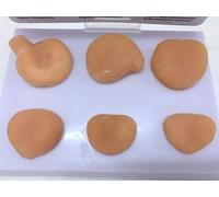 KJMWXOP Human Prostate Model, Prostate Cancer Model, Prostate Mass Anatomical Structure Model, Human Anatomy, Human Organ Model For Medical Study And Teaching.