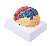 KJMWXOP Life Size Human Brain Anatomical Model, 2 Parts 9 Color-Coded Brain Model For Neuroscience Learning Display