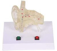 KJMWXOP Medical Anatomical Ear Model - Human Organs Model Transparent Ear Anatomical Model - Biological Science Model - For Teaching Medical Study Display