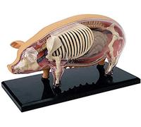 KJMWXOP Skeletal Models, Anatomical Models, And Anatomical Model Simulations Of Pig Animal Biological Organs For Medical Demonstrations